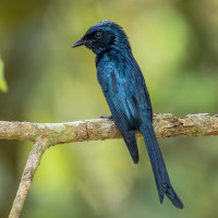 Bronzed Drongo